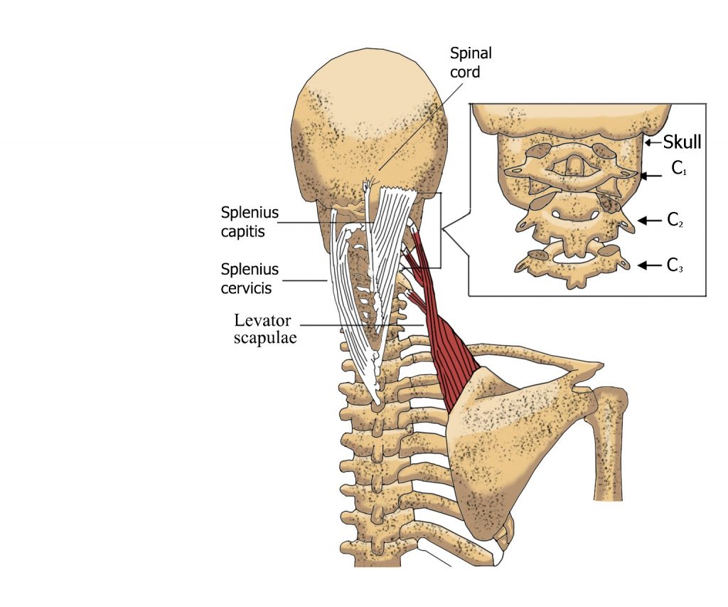 Мышца поднимающая. Леватор лопатки. M levator scapulae прикрепление. M levator scapulae растяжка мышцы поднимающей лопатку. Кость CG 2.